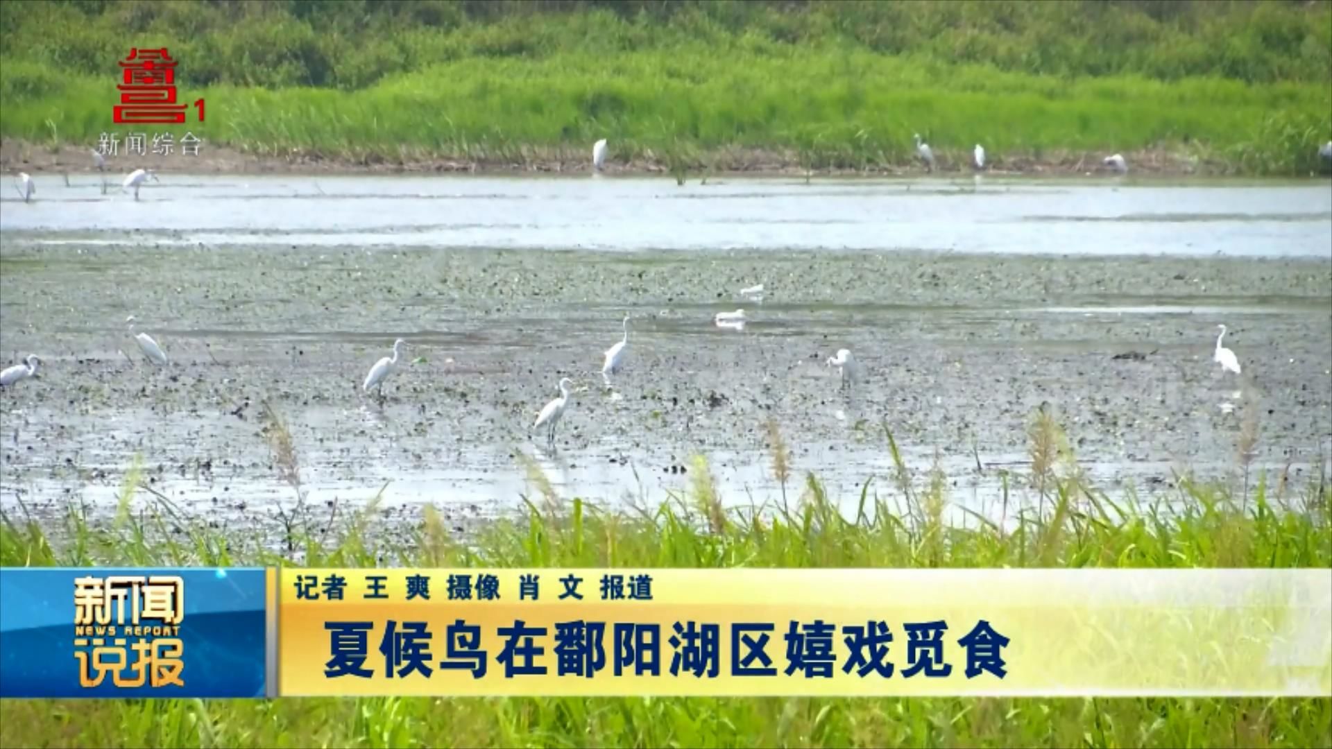 夏候鸟在鄱阳湖区嬉戏觅食