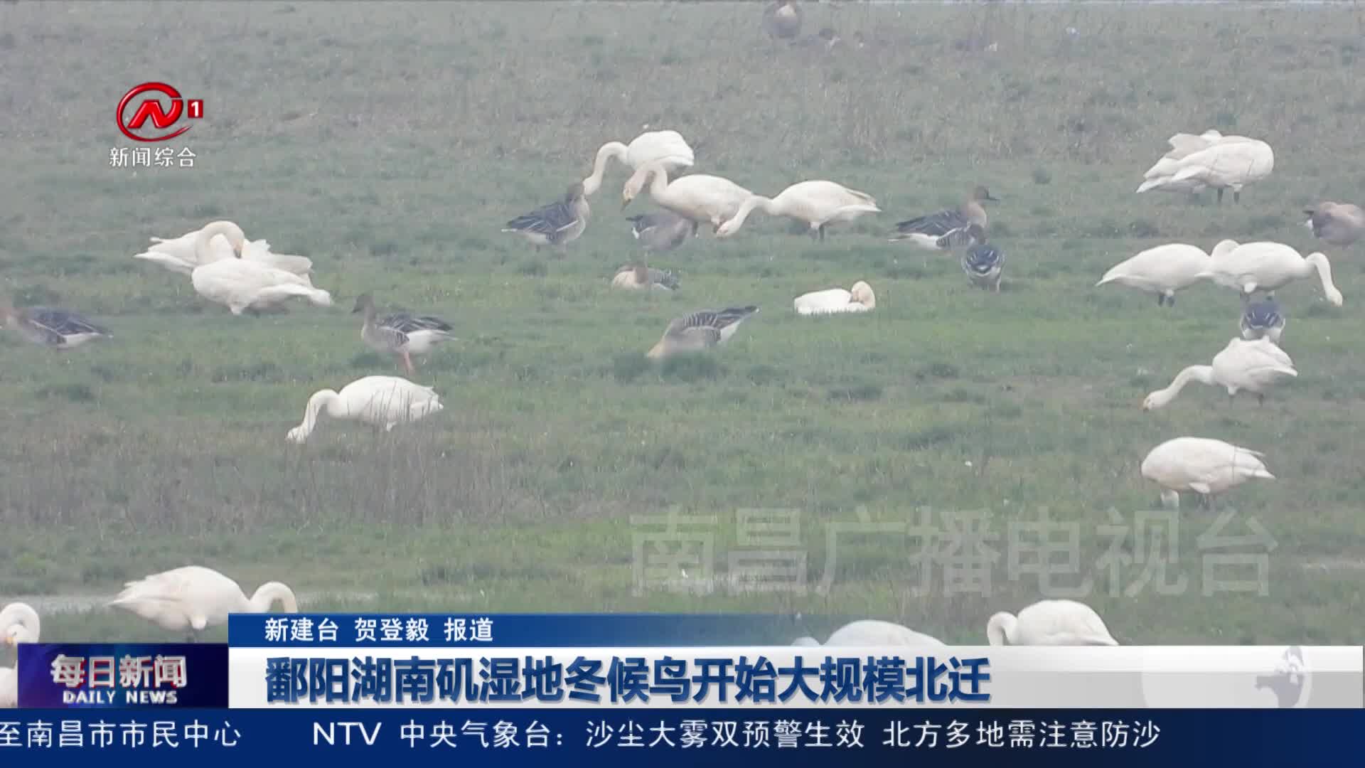 鄱阳湖南矶湿地冬候鸟开始大规模北迁