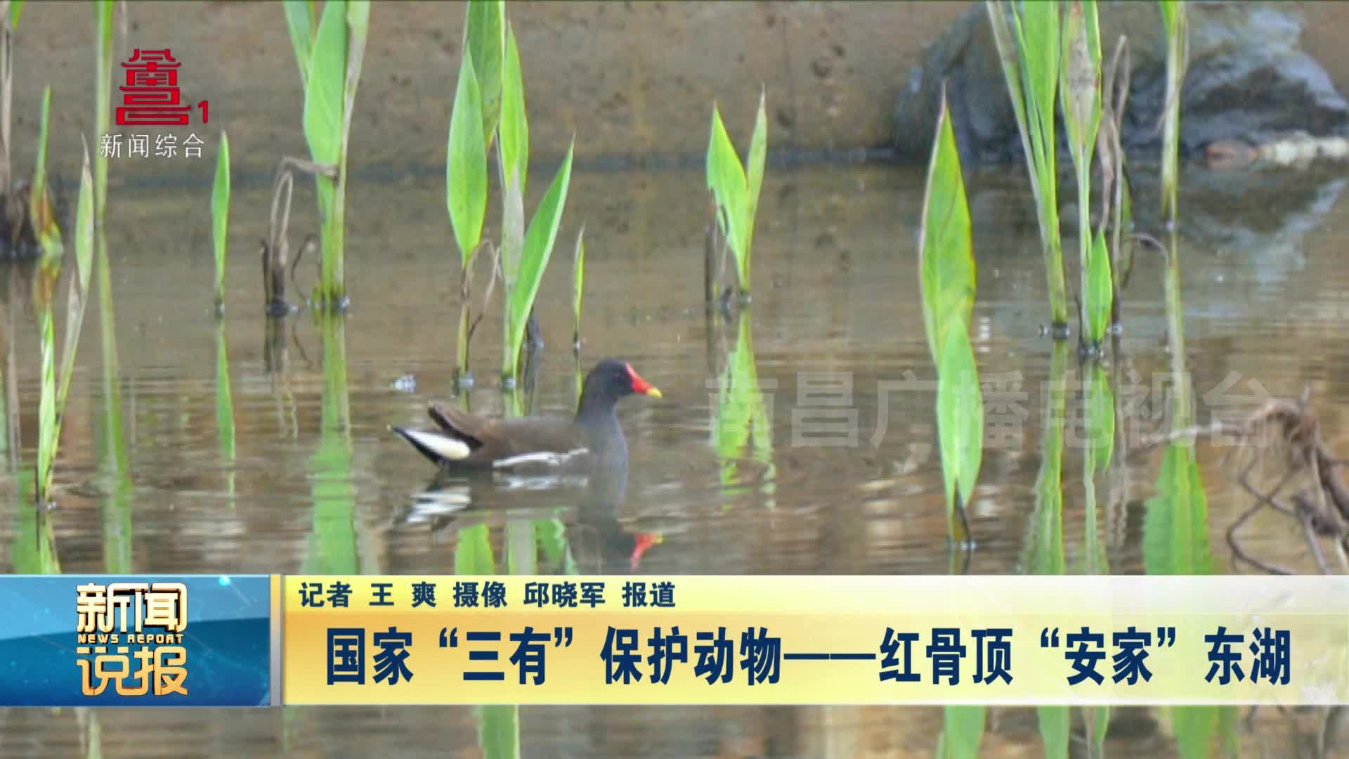 国家“三有”保护动物——红骨顶“安家”东湖