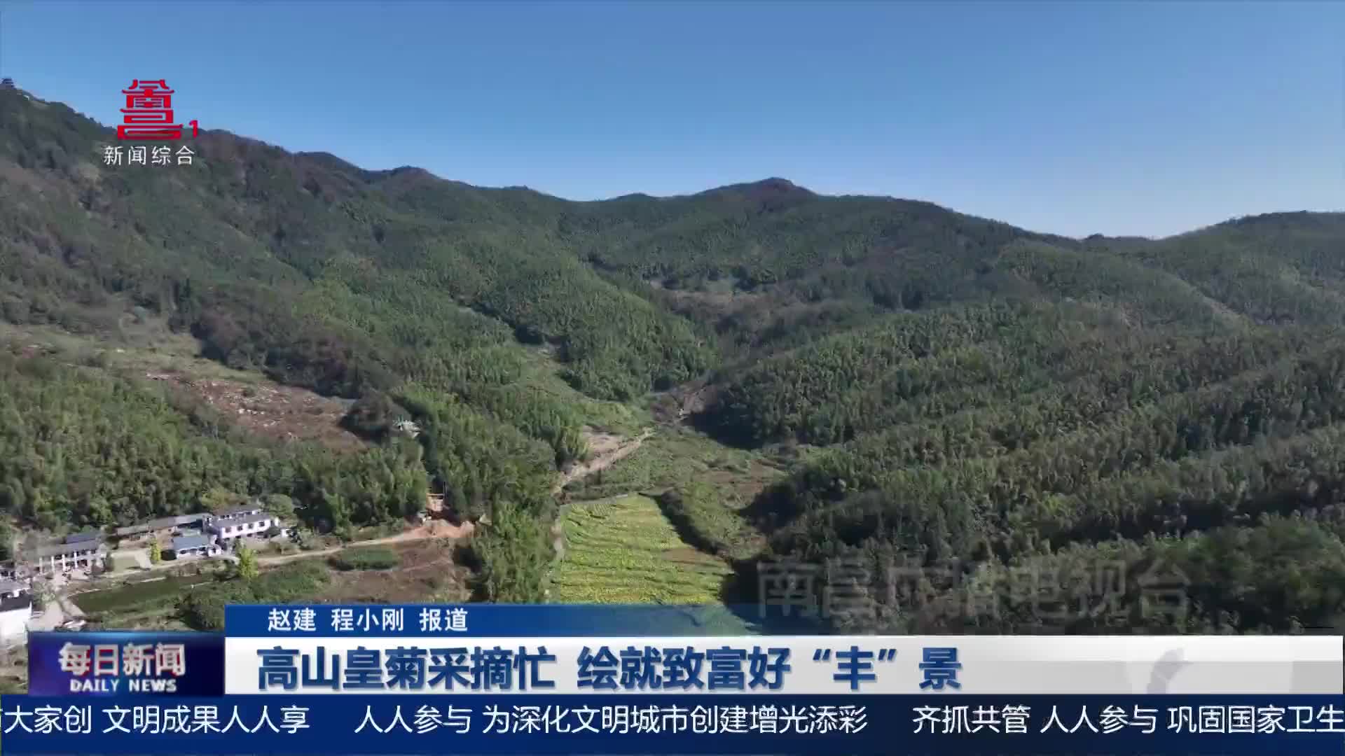 高山皇菊采摘忙 绘就致富好“丰”景