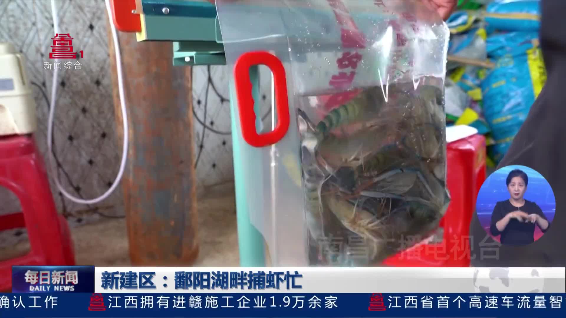 新建区：鄱阳湖畔捕虾忙  