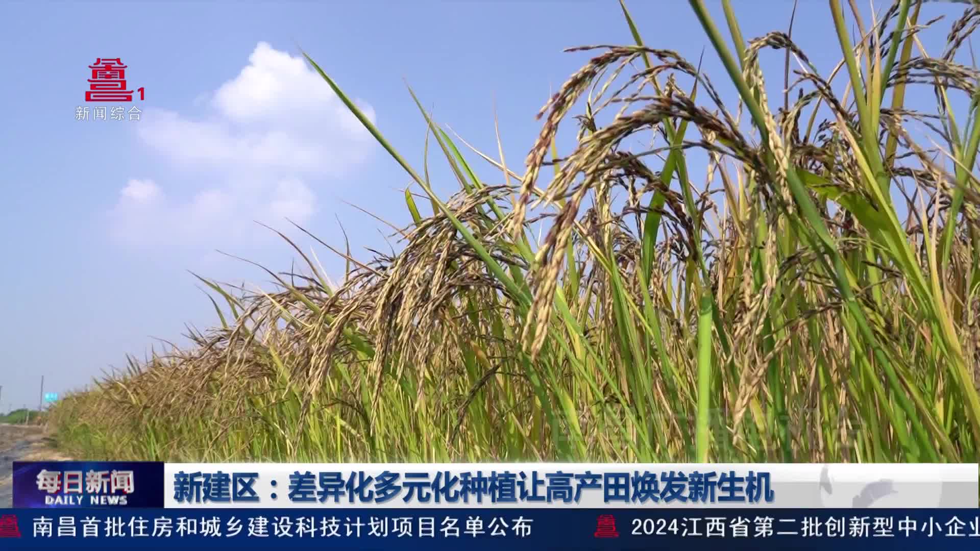 新建区：差异化多元化种植让高产田焕发新生机