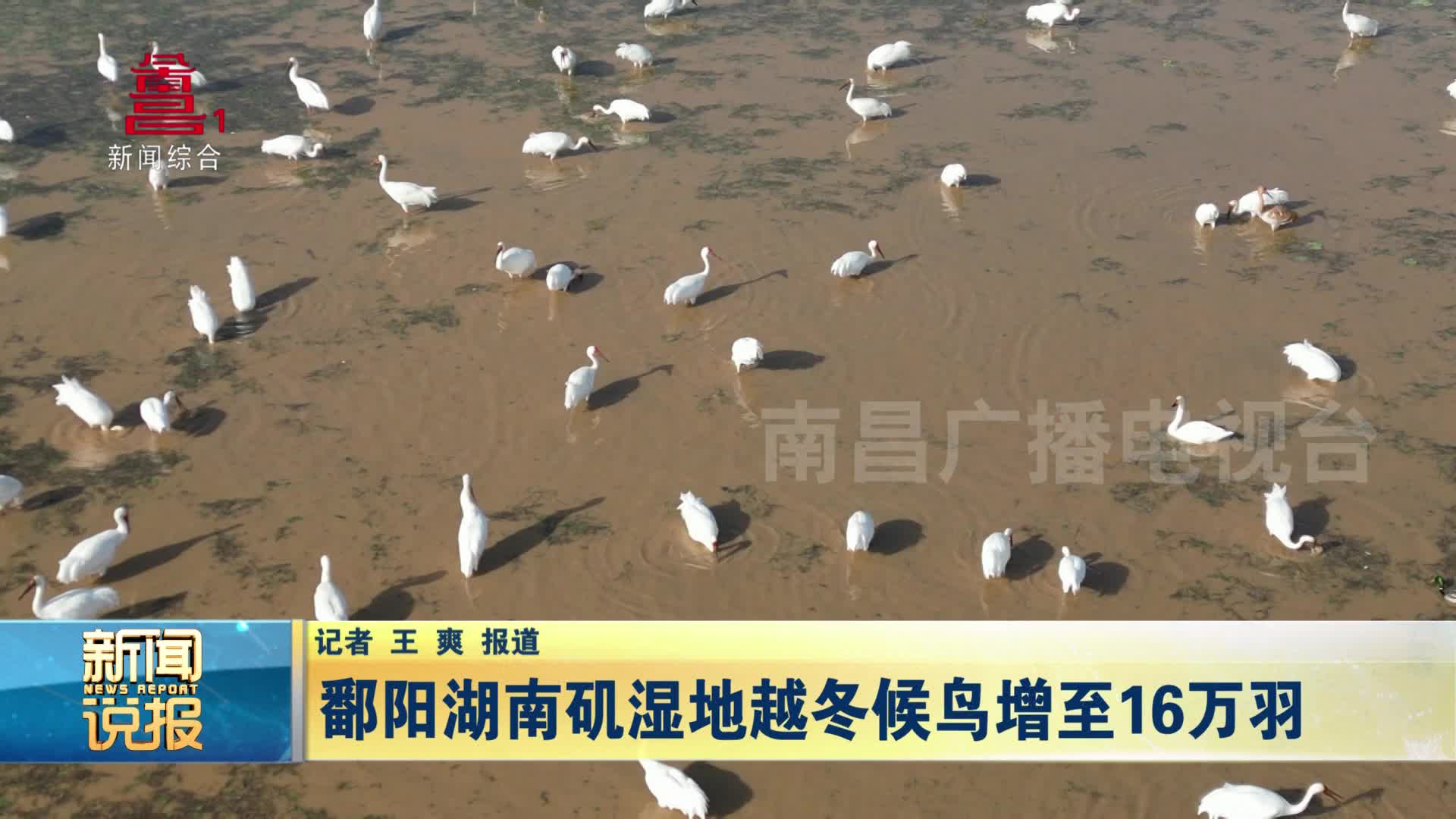 鄱阳湖南矶湿地越冬候鸟增至16万羽